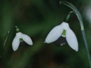 Galanthus rizhensis and plicatum